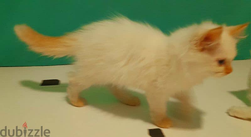 Persian cat 00968-97426245 0