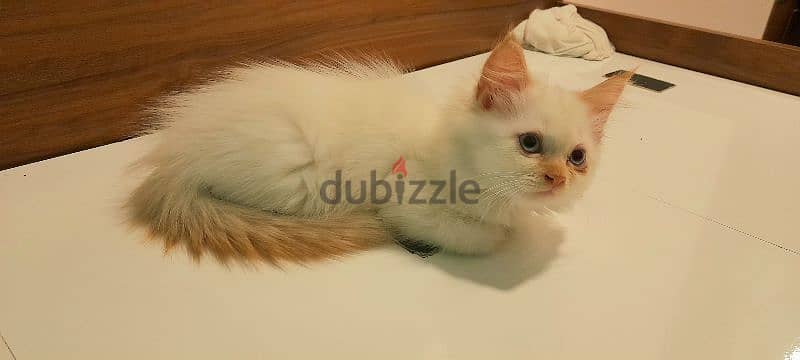 Persian cat 00968-97426245 1