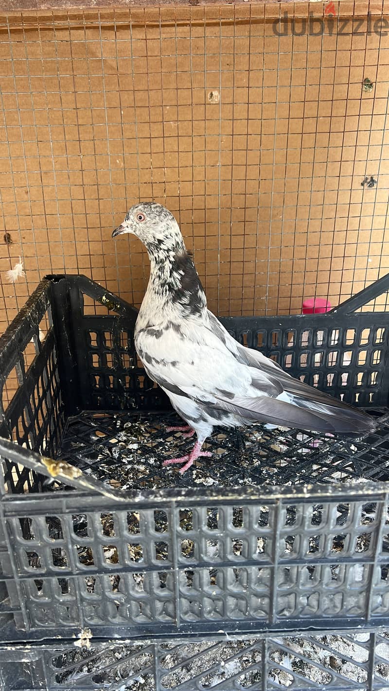 حمامة للبيع. حبة حبة 500 بيسة فقط حمام - Pigeon for sale in Buraimi 0