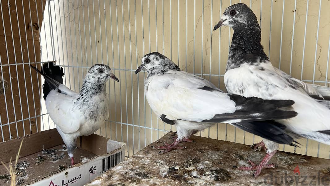 حمامة للبيع. حبة حبة 500 بيسة فقط حمام - Pigeon for sale in Buraimi 1