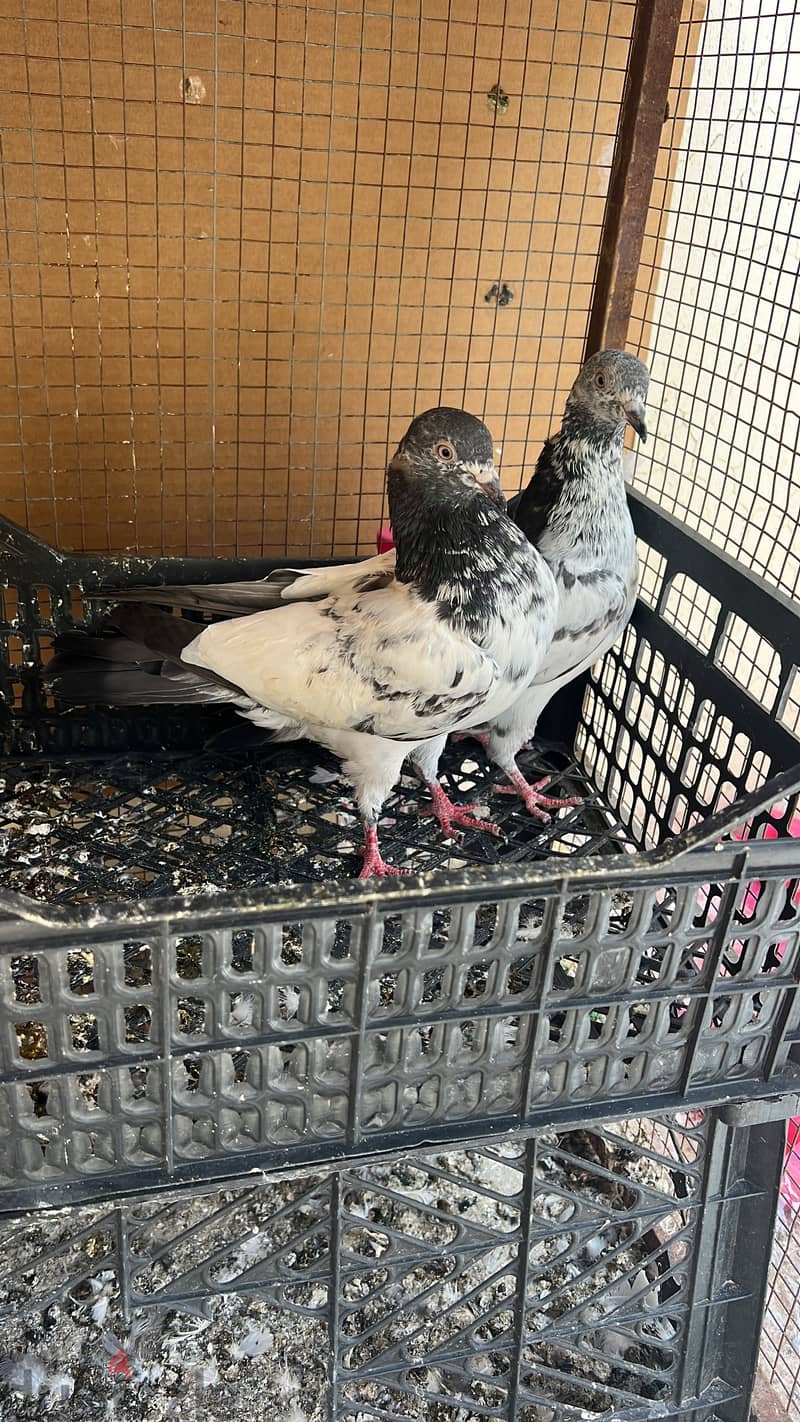 حمامة للبيع. حبة حبة 500 بيسة فقط حمام - Pigeon for sale in Buraimi 2