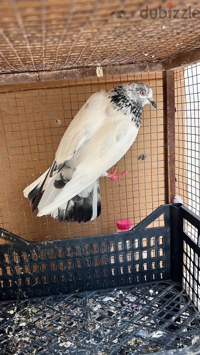 حمامة للبيع. حبة حبة 500 بيسة فقط حمام - Pigeon for sale in Buraimi 3