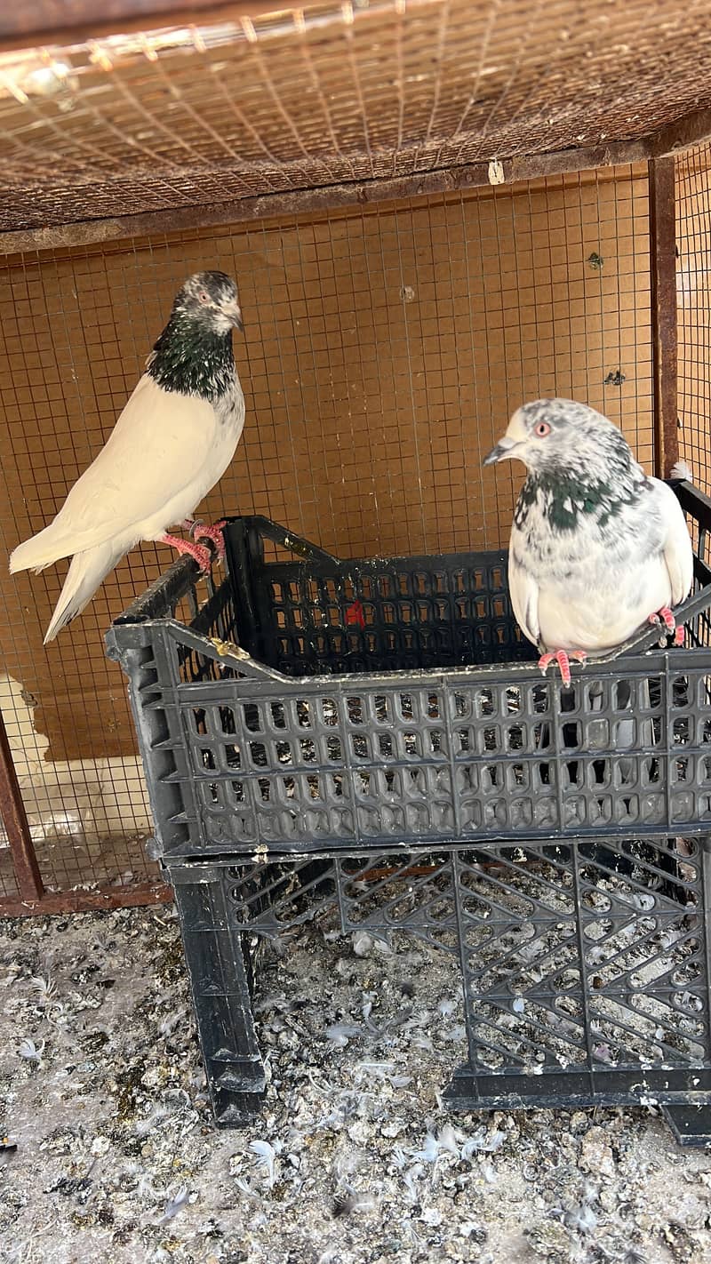 حمامة للبيع. حبة حبة 500 بيسة فقط حمام - Pigeon for sale in Buraimi 4