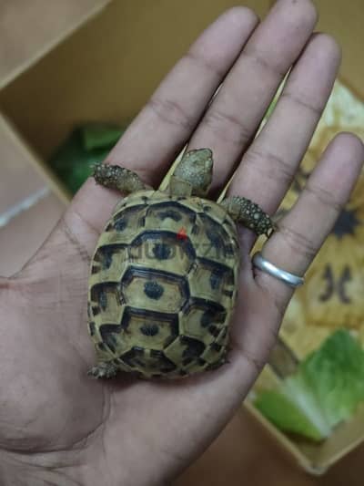 Hermans tortoise for sale