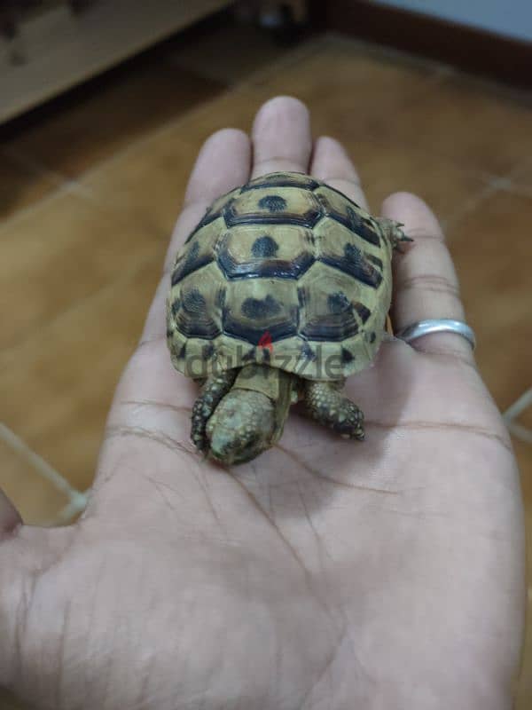 Hermans tortoise for sale 1