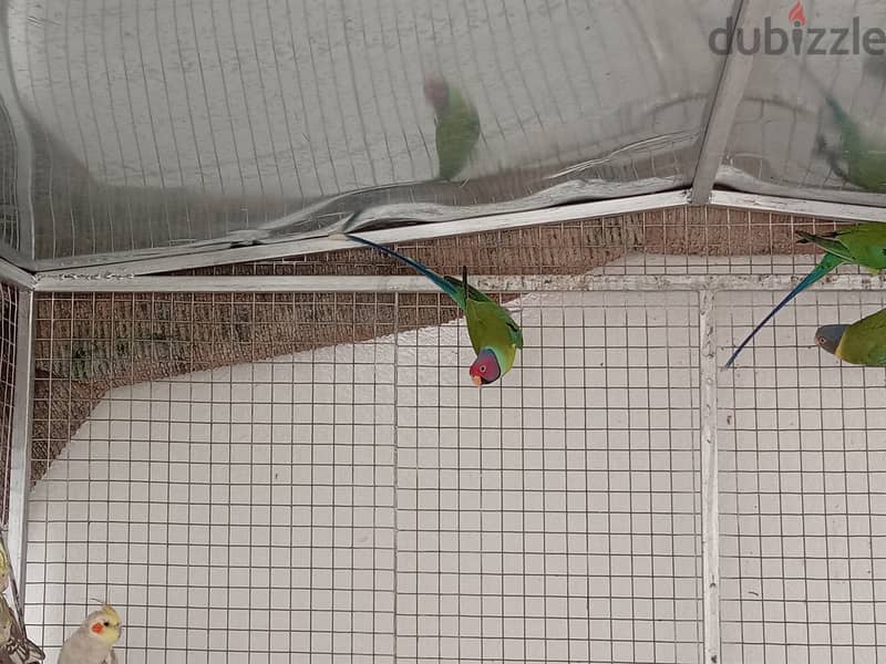 Plumheaded parrot برقوق 0