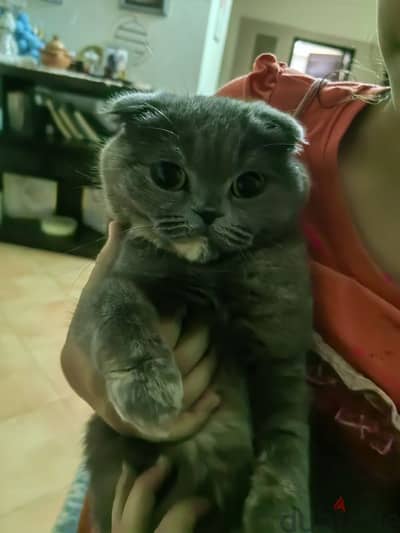 قطة أنثى سكوتش. Scottish fold