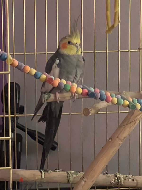 Male Cockatiel 0