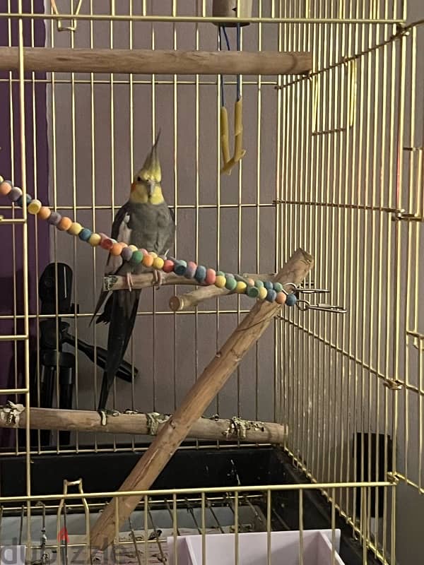 Male Cockatiel 3