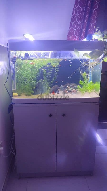 Aquarium with Wooden Stand for Sale – 65 OMR. . . ! 2