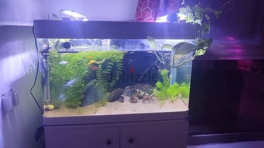 Aquarium with Wooden Stand for Sale – 65 OMR. . . !