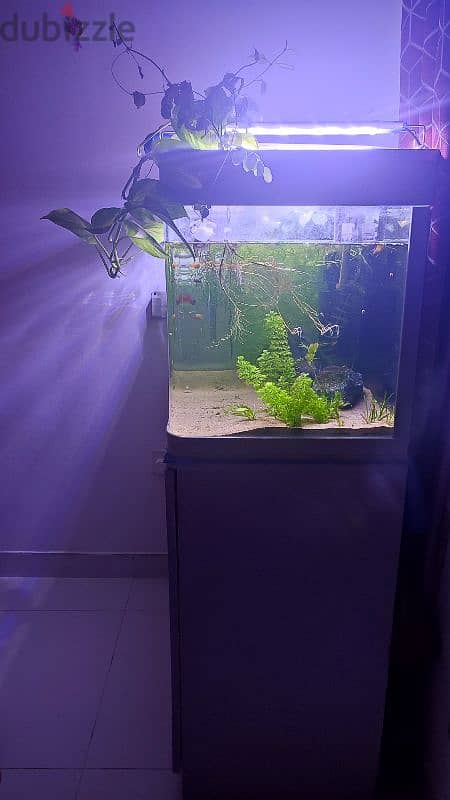 Aquarium with Wooden Stand for Sale – 65 OMR. . . ! 3