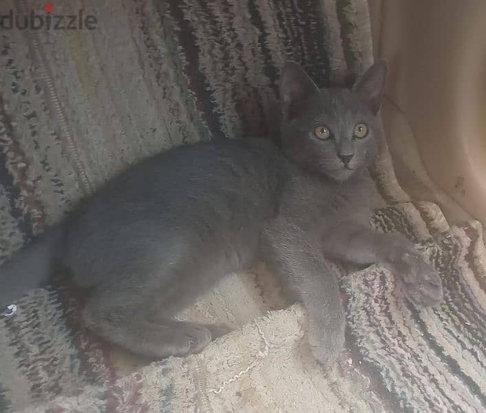 British short hair kitten 3 month old 0