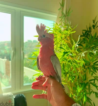 Australian Galah Cockatoo parrot