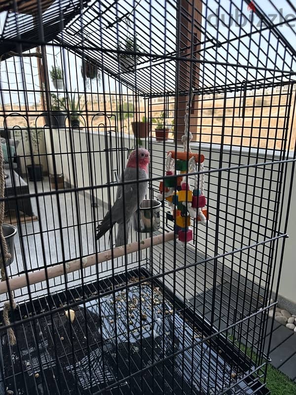 Australian Galah Cockatoo parrot 1