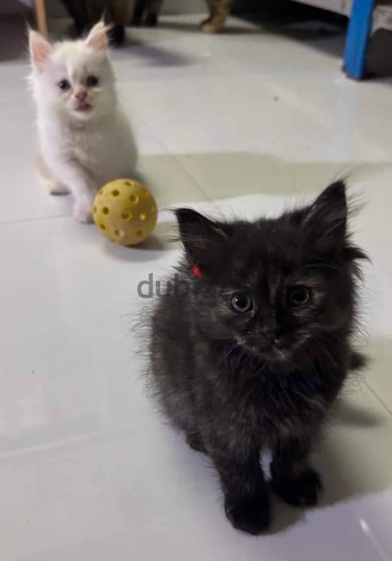 Kittens for sell 3