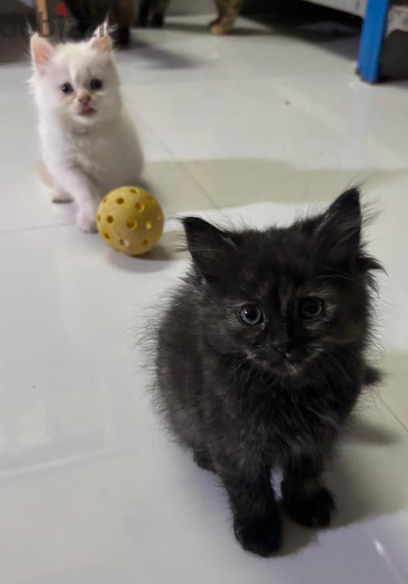 Kittens for sell !!! 3