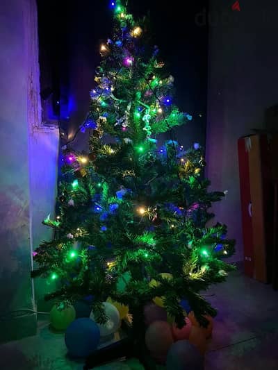 Christmas Tree for Sale