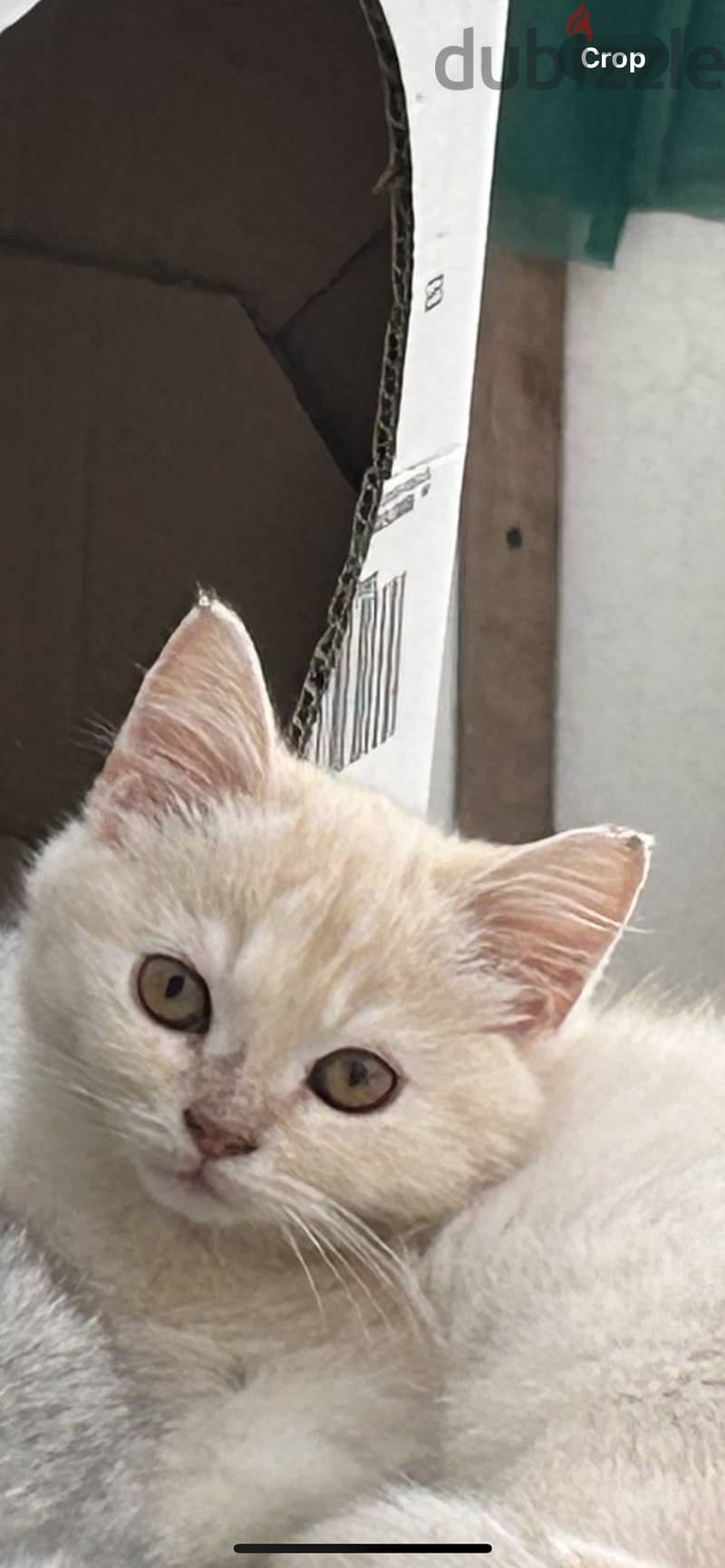 Turkish angora 0