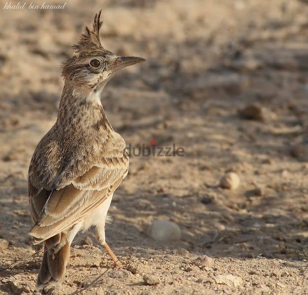 للبيع طائر العلعال أو القبرة 2