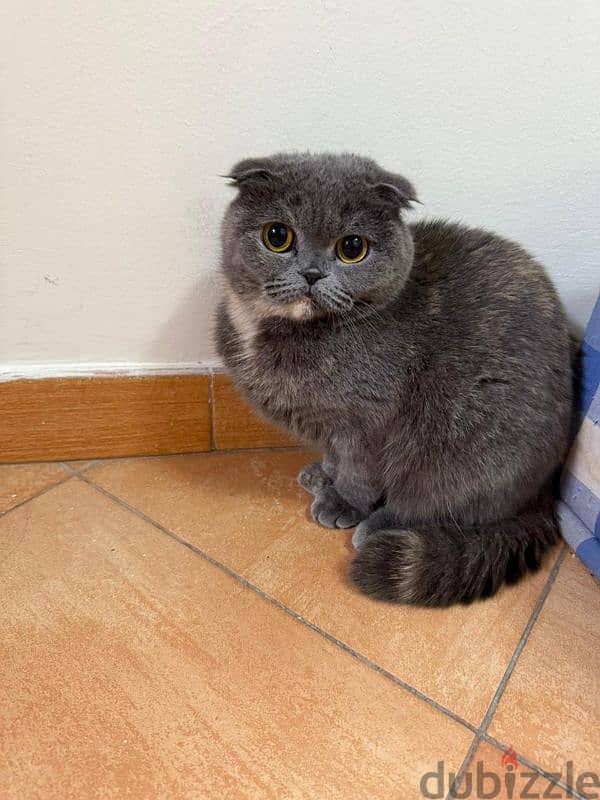 قطة أنثى سكوتش. Scottish fold 1