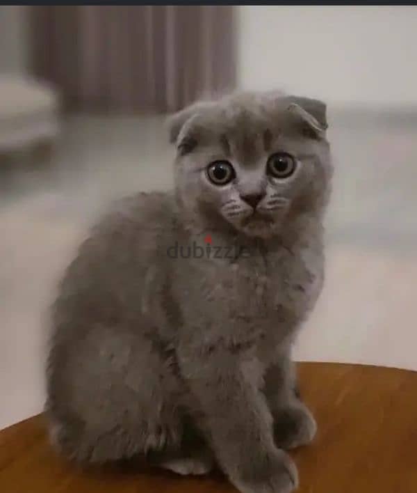 قطة أنثى سكوتش. Scottish fold 3