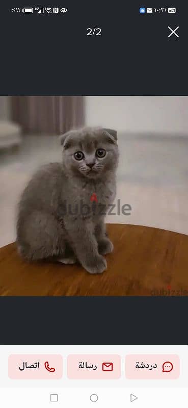 قطة أنثى سكوتش. Scottish fold 4