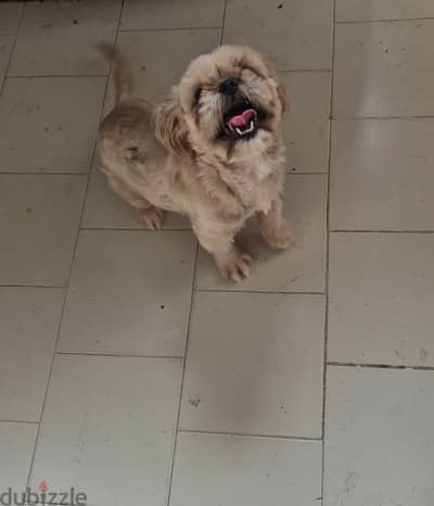 shih tzu female in heat