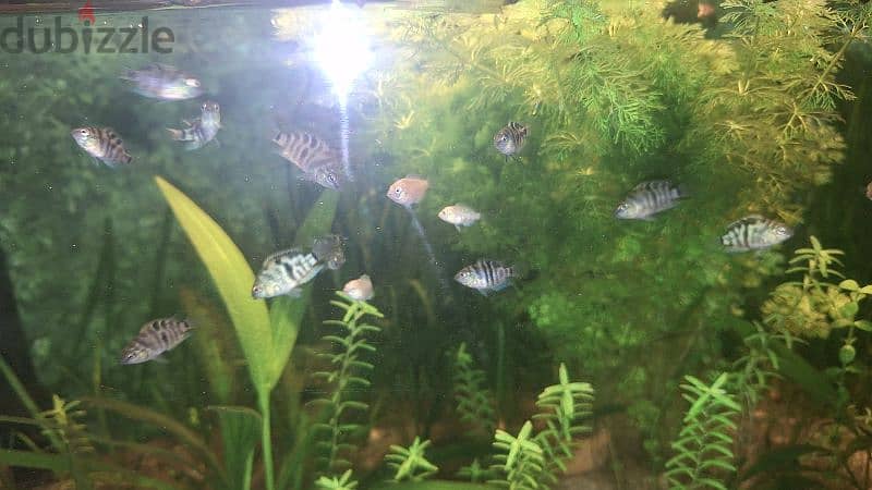 polar blue parrot fish babies for sale at mawaleah 0