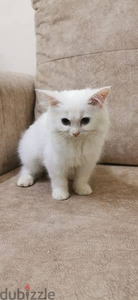 قطة انثى شيرازي اصل Purebred female Persian cat 2