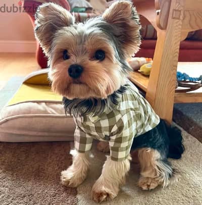 Yorkshire Terrier  Puppy