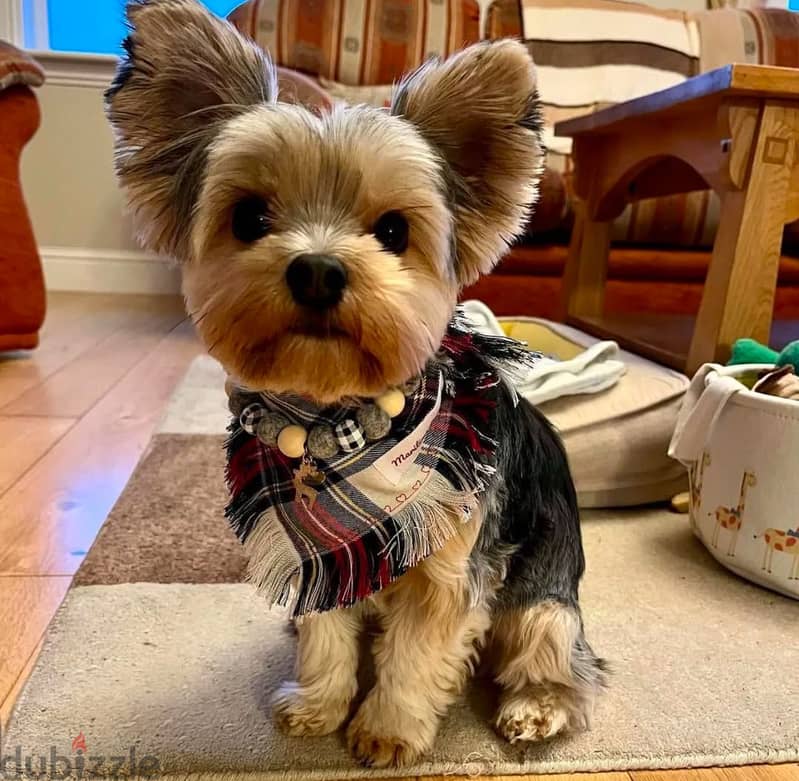 Yorkshire Terrier  Puppy 1