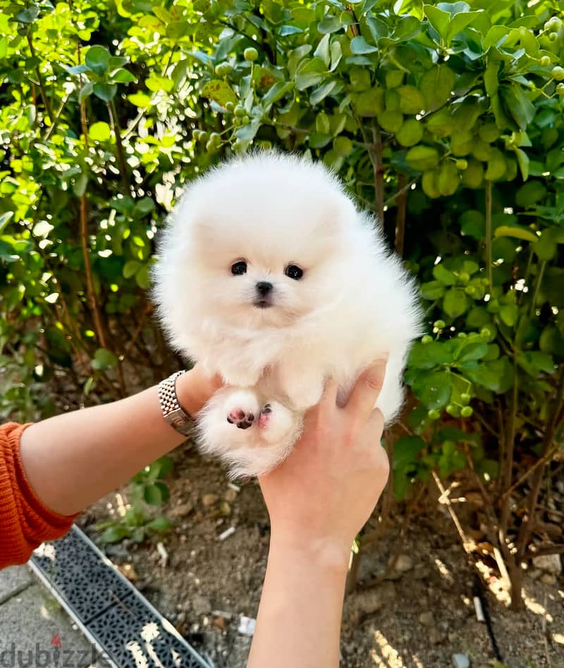 Healthy Micro Teacup Pomeranian puppies for sale 1