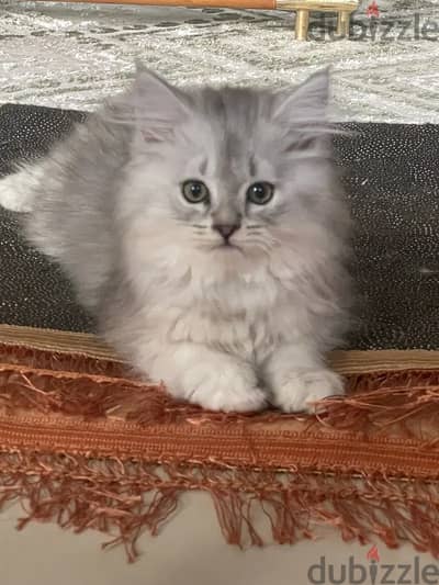 Mainecoon Kitten with Scottish Fold Cat blood