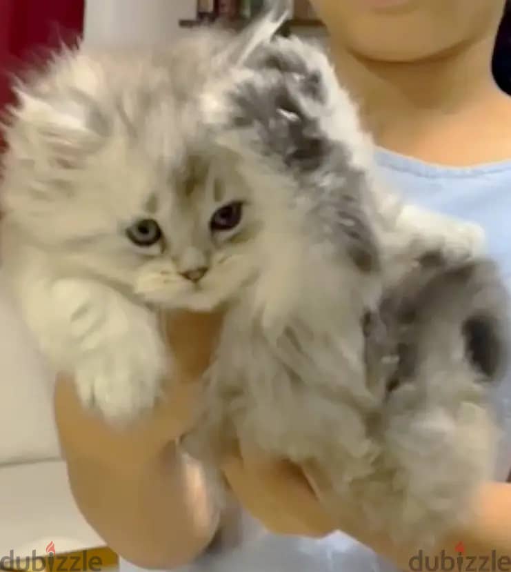 Mainecoon Kitten with Scottish Fold Cat blood 1