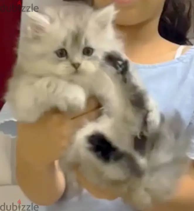 Mainecoon Kitten with Scottish Fold Cat blood 2