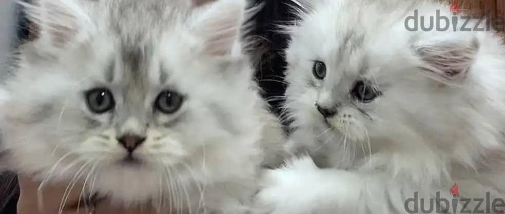 Mainecoon Kitten with Scottish Fold Cat blood 3