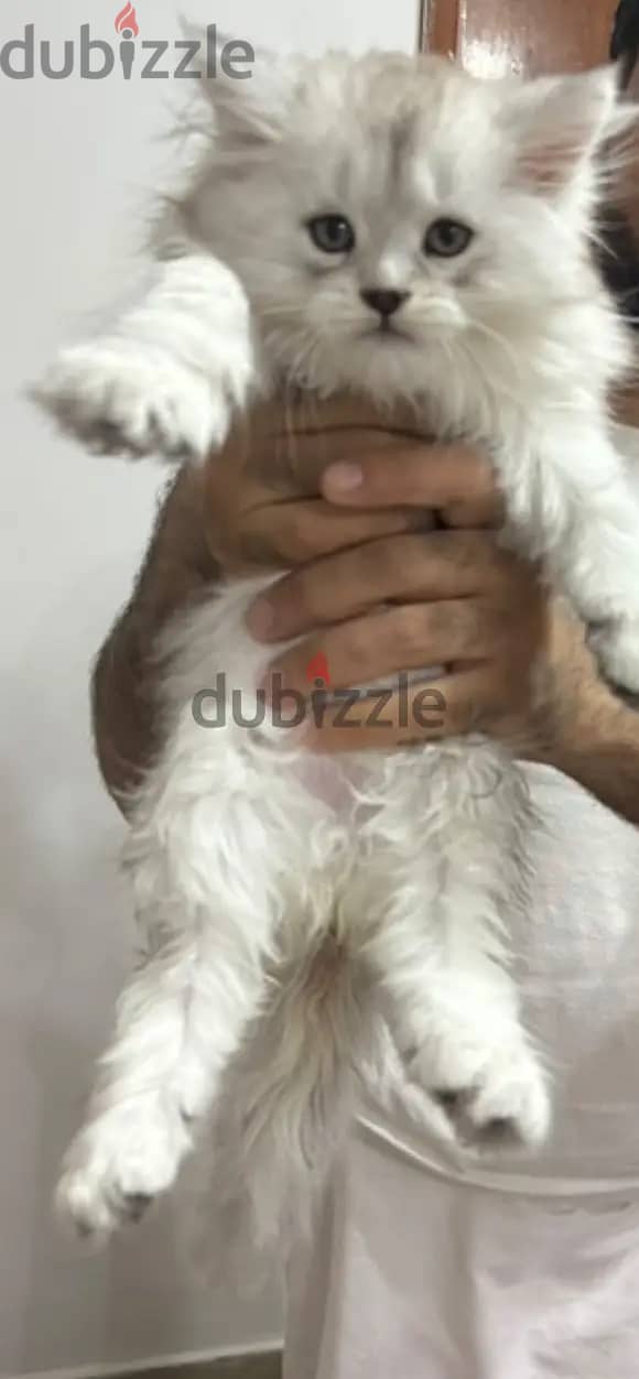 Mainecoon Kitten with Scottish Fold Cat blood 4