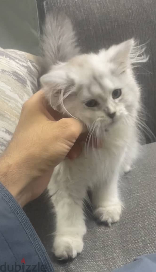 Mainecoon Kitten with Scottish Fold Cat blood 5