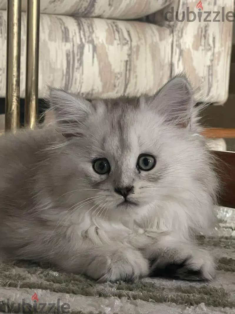 Mainecoon Kitten with Scottish Fold Cat blood 7