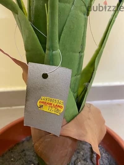 Aloevera and Panineer Koorkka and big plastic plant for sale