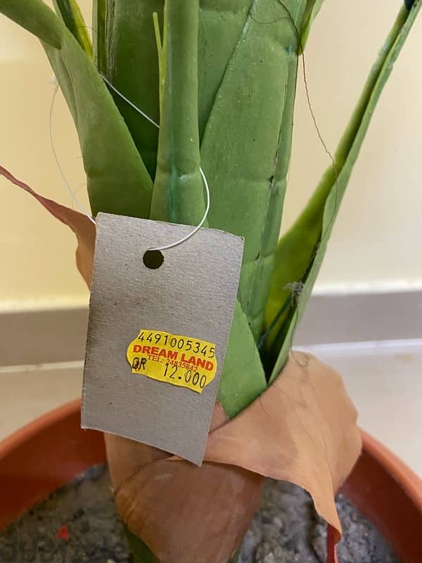 Aloevera and Panineer Koorkka plant and big plastic plant for sale 4