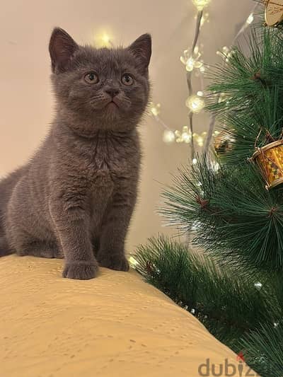 British short hair kitten