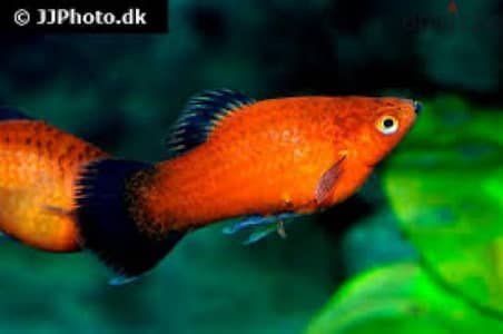 platy