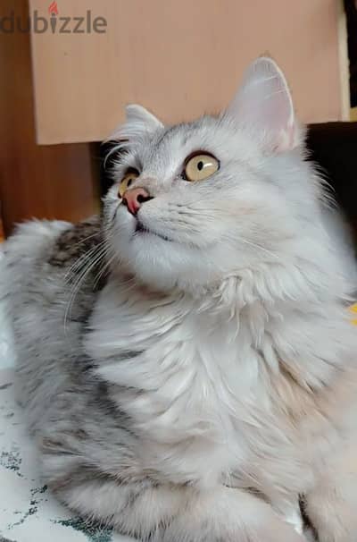 Male cat Siberian.