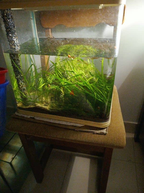 AQUARIUM full live plants 1