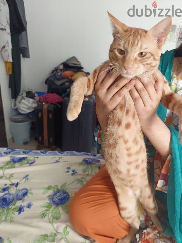 7 months old Male Cat 3