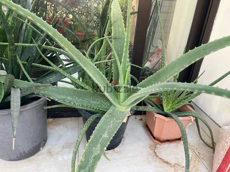 aloevera plant 1