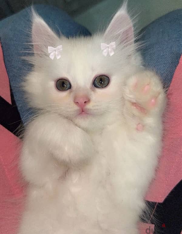 Persian Kitten Female 0