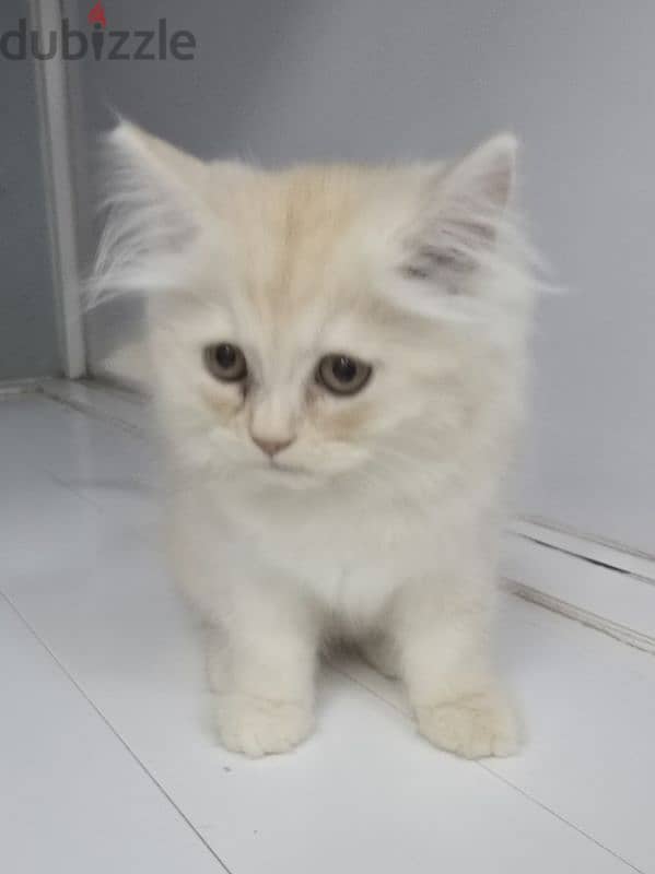 Persian Kittens (Male & Female) 1